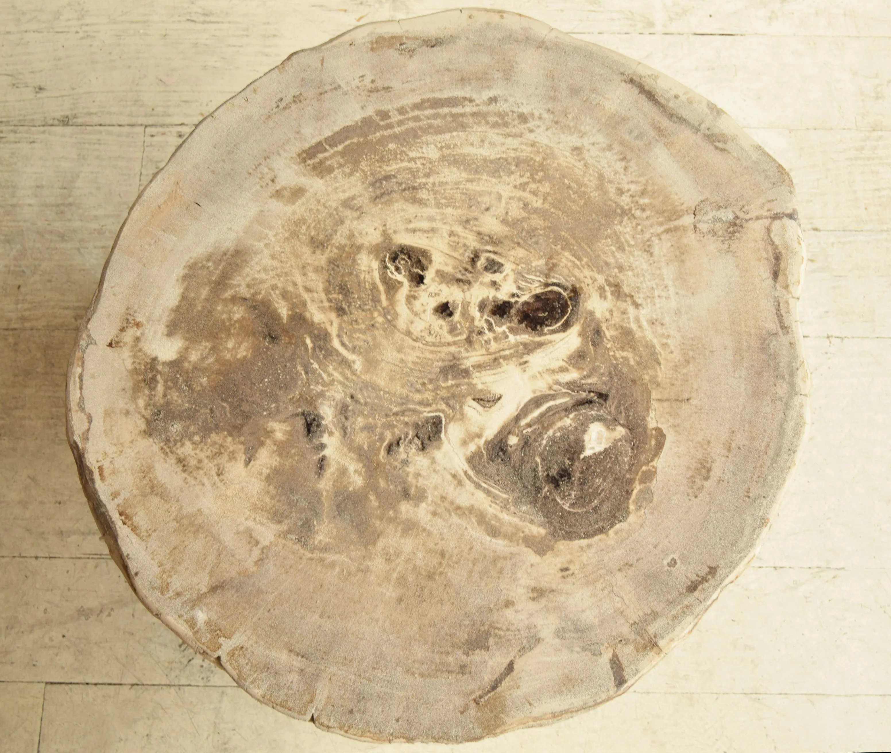 Petrified Wood Side Table