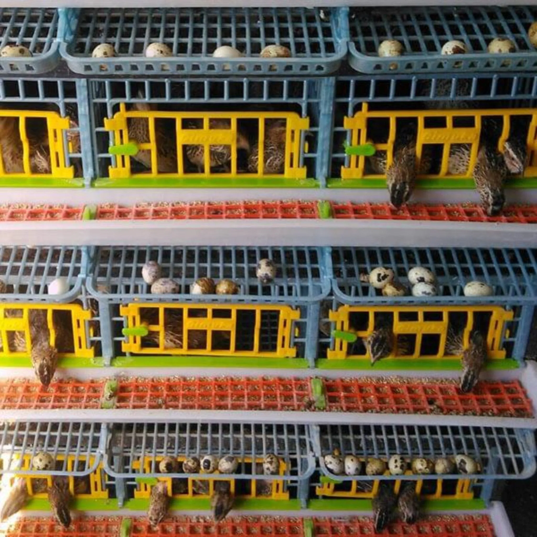 Quail Cage - 4 Layer